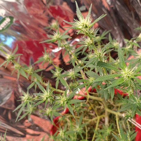 Rita Lee  growlog timeline photo