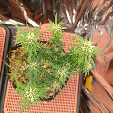 Cássia Eller  growlog timeline photo