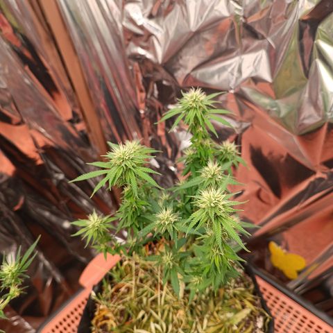 Cássia Eller  growlog timeline photo
