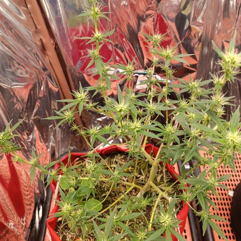 Rita Lee  growlog timeline photo