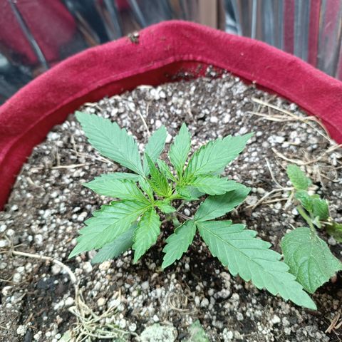 Topázio  growlog timeline photo