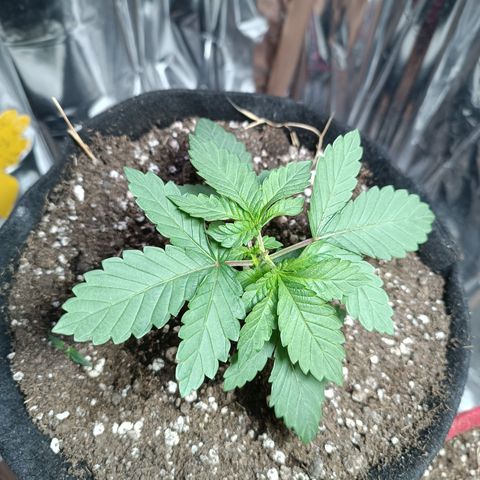 Safira growlog timeline photo