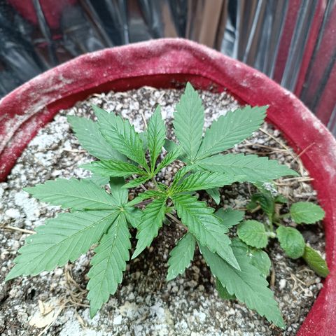 Topázio  growlog timeline photo