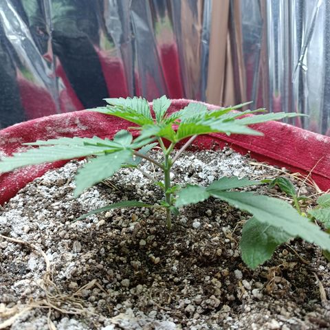 Topázio  growlog timeline photo
