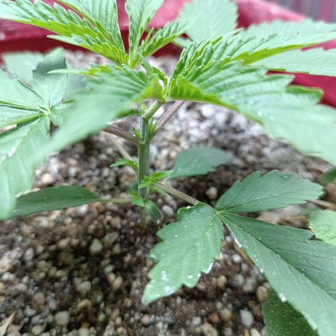 Topázio  growlog timeline photo