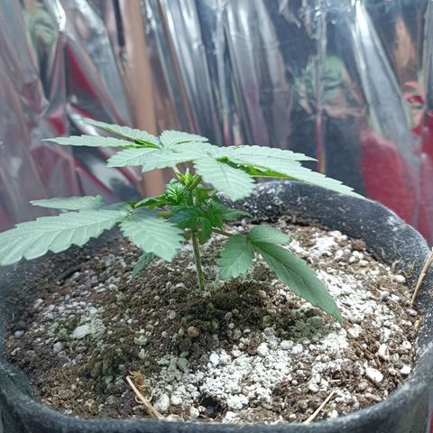 Safira growlog timeline photo