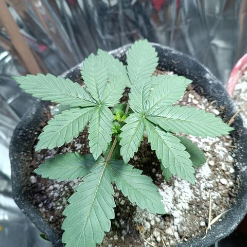 Safira growlog timeline photo
