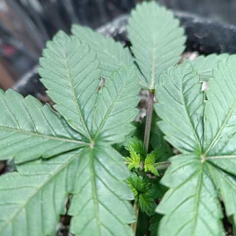 Safira growlog timeline photo
