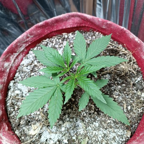 Topázio  growlog timeline photo