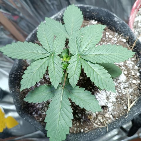 Safira growlog timeline photo