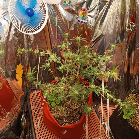 Rita Lee  growlog timeline photo