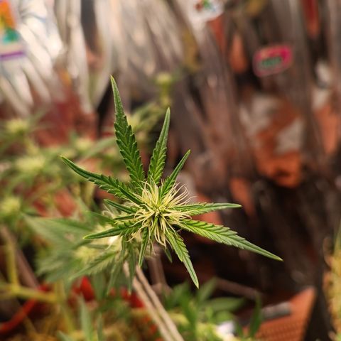 Rita Lee  growlog timeline photo