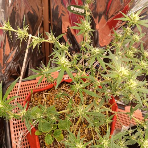 Rita Lee  growlog timeline photo
