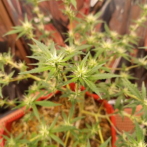 Rita Lee  growlog timeline photo