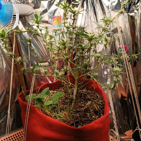 Rita Lee  growlog timeline photo