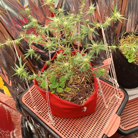 Rita Lee  growlog timeline photo