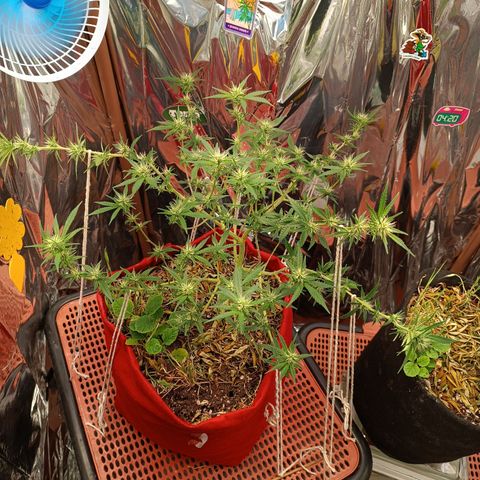 Rita Lee  growlog timeline photo