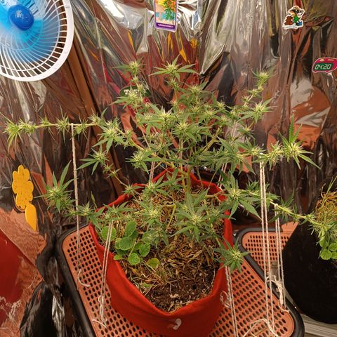Rita Lee  growlog timeline photo