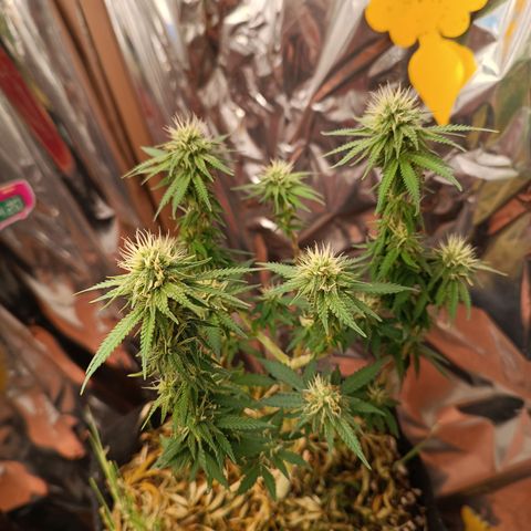 Cássia Eller  growlog timeline photo