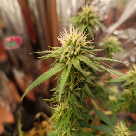 Cássia Eller  growlog timeline photo