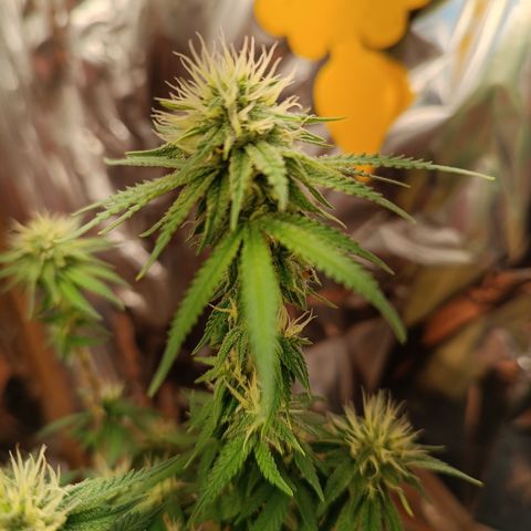 Cássia Eller  growlog timeline photo