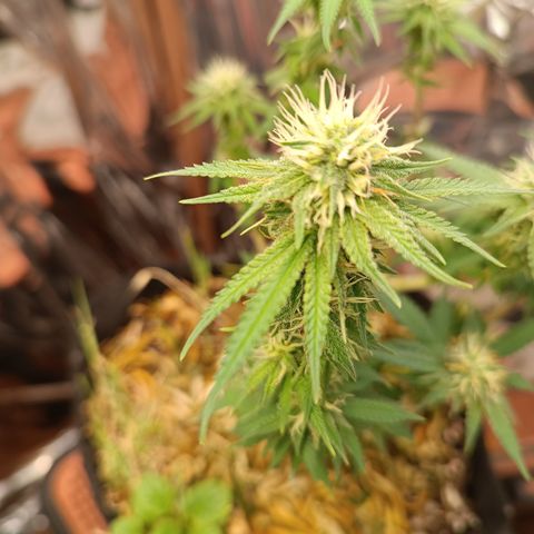 Cássia Eller  growlog timeline photo