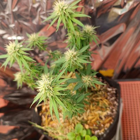 Cássia Eller  growlog timeline photo