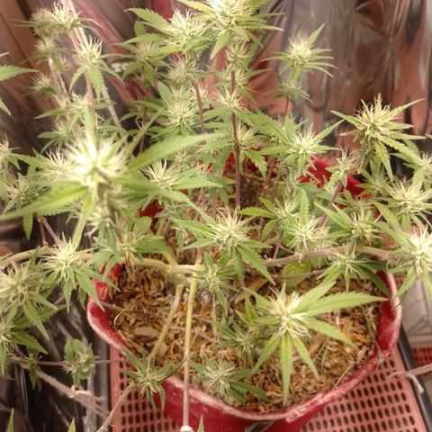 Rita Lee  growlog timeline photo