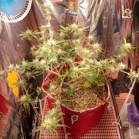 Rita Lee  growlog timeline photo