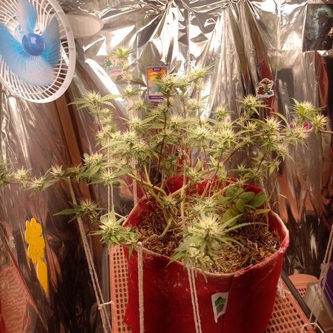 Rita Lee  growlog timeline photo