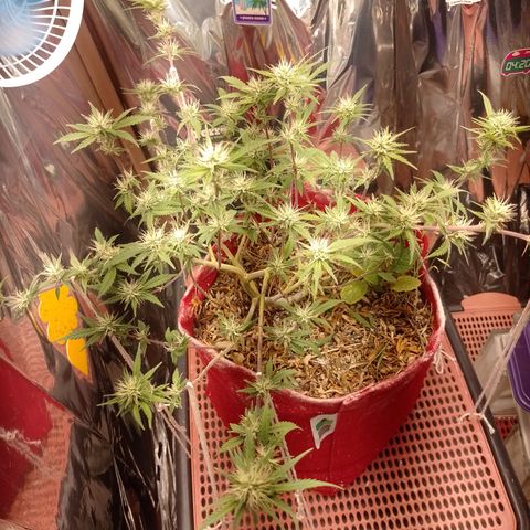 Rita Lee  growlog timeline photo