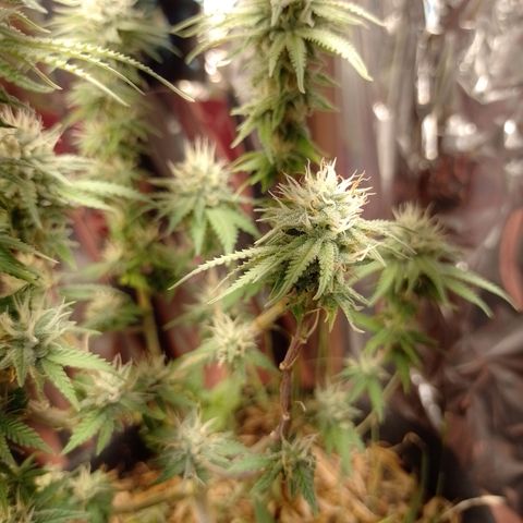 Cássia Eller  growlog timeline photo
