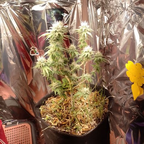 Cássia Eller  growlog timeline photo