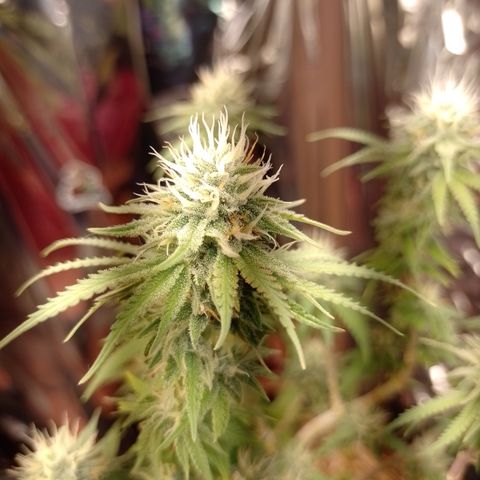 Cássia Eller  growlog timeline photo