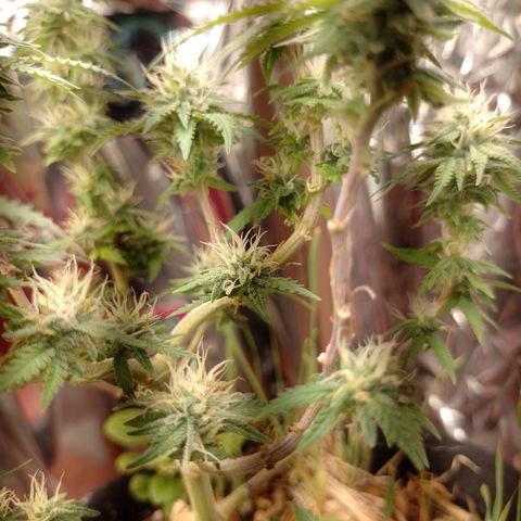Cássia Eller  growlog timeline photo