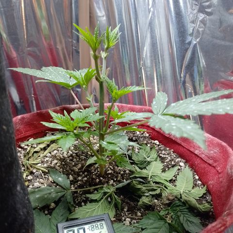 Topázio  growlog timeline photo