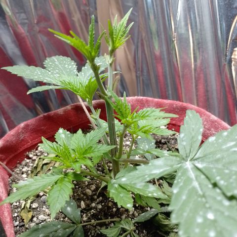 Topázio  growlog timeline photo