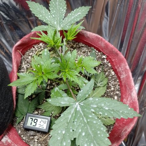 Topázio  growlog timeline photo