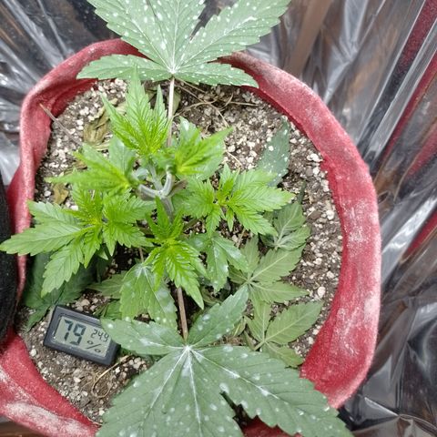Topázio  growlog timeline photo