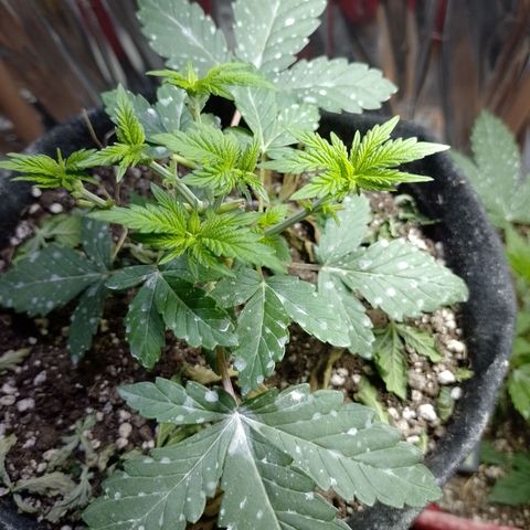 Safira growlog timeline photo