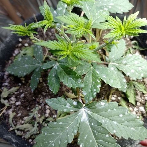 Safira growlog timeline photo