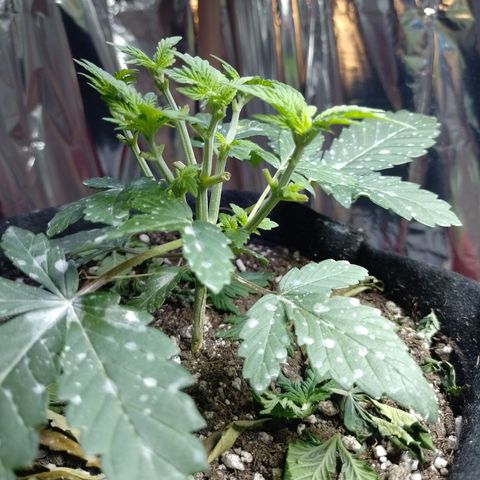 Safira growlog timeline photo