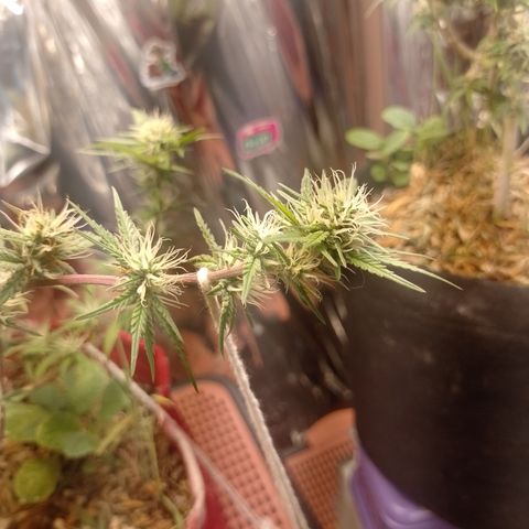 Rita Lee  growlog timeline photo