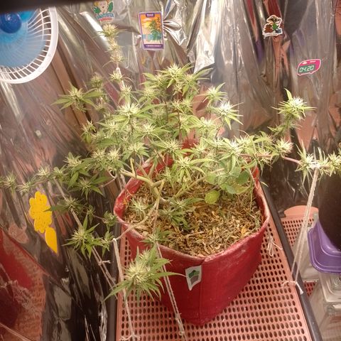 Rita Lee  growlog timeline photo