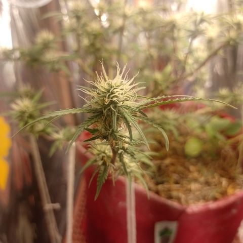 Rita Lee  growlog timeline photo