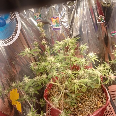 Rita Lee  growlog timeline photo