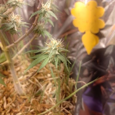 Cássia Eller  growlog timeline photo