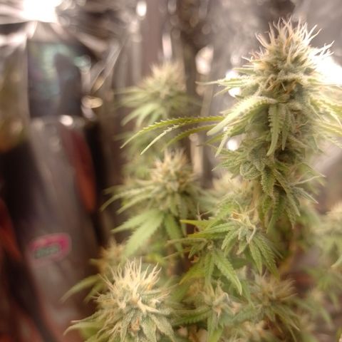 Cássia Eller  growlog timeline photo