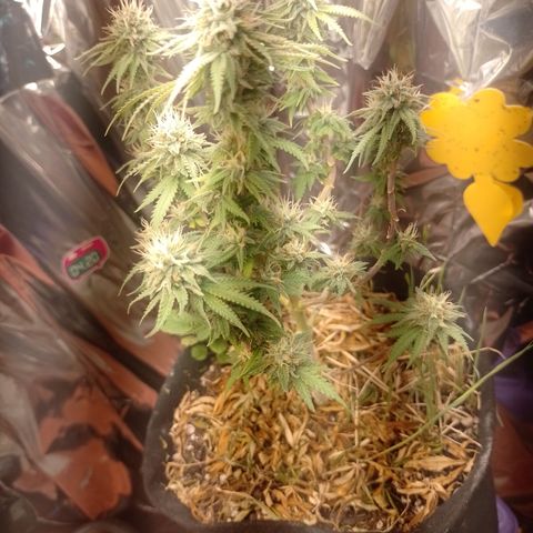 Cássia Eller  growlog timeline photo