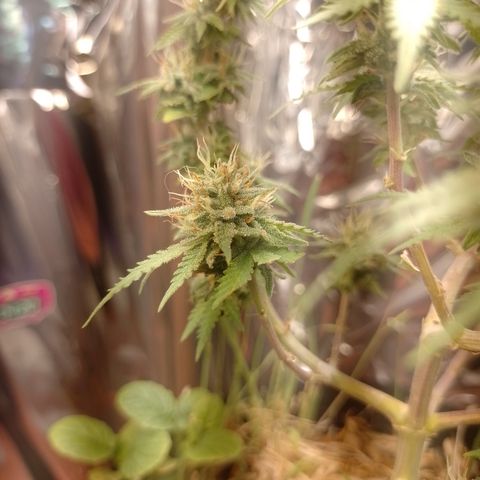 Cássia Eller  growlog timeline photo
